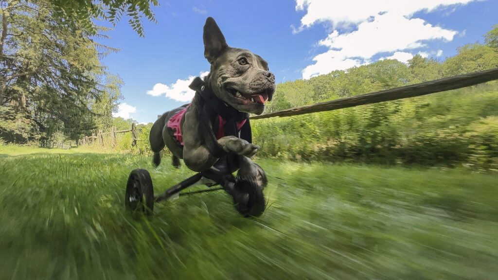 Summer shot on iPhone 14 Pro Max by Leeor Wild min