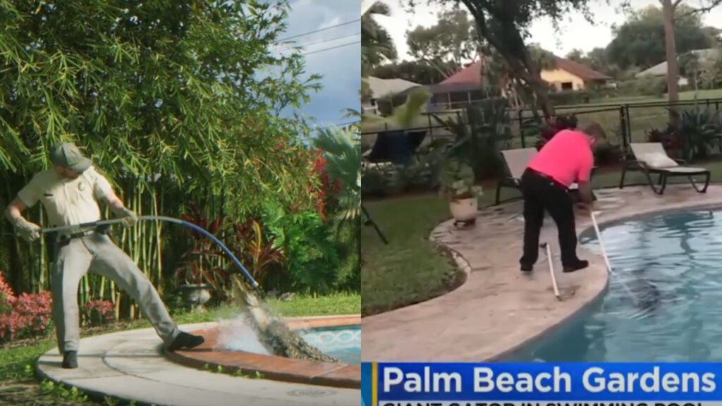 Alligator pool Miami