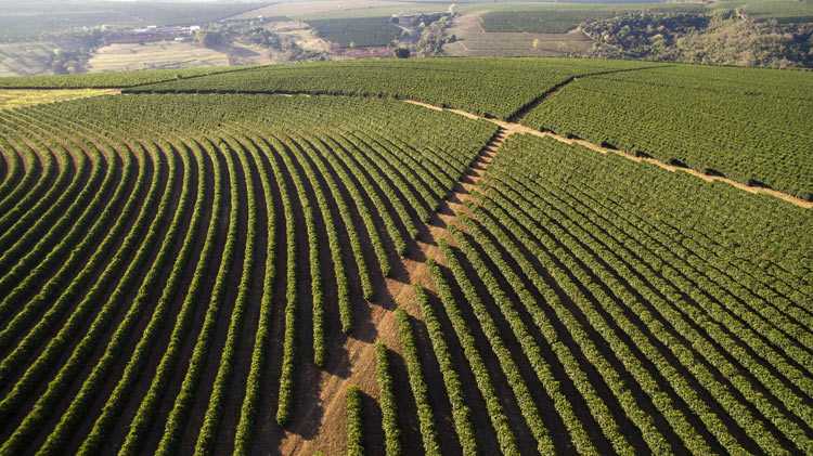 A coffee for the birds: from cultivation to conservation