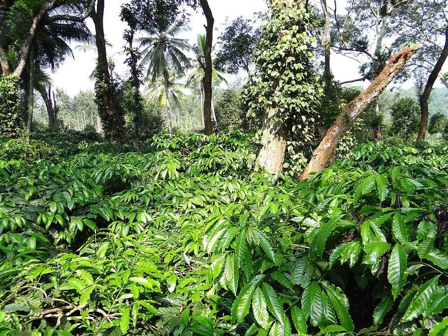 A coffee for the birds: from cultivation to conservation