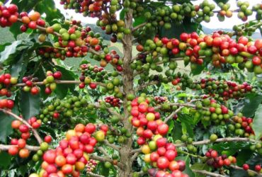 A coffee for the birds: from cultivation to conservation