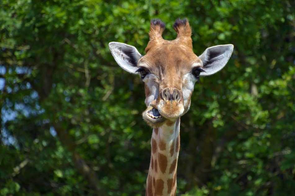 Being tall: the giraffe problem