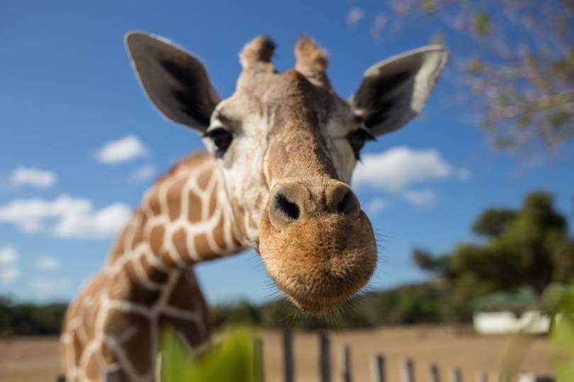 Being tall: the giraffe problem