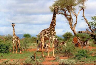 Being tall: the giraffe problem