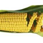 GMOs: useful for combating micronutrient deficiency