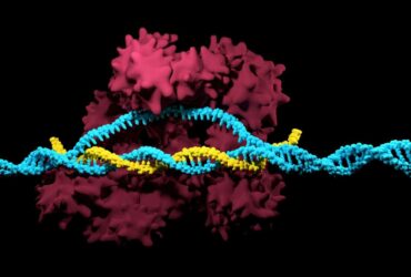 Chemistry Nobel 2020: wins CRISPR for gene editing