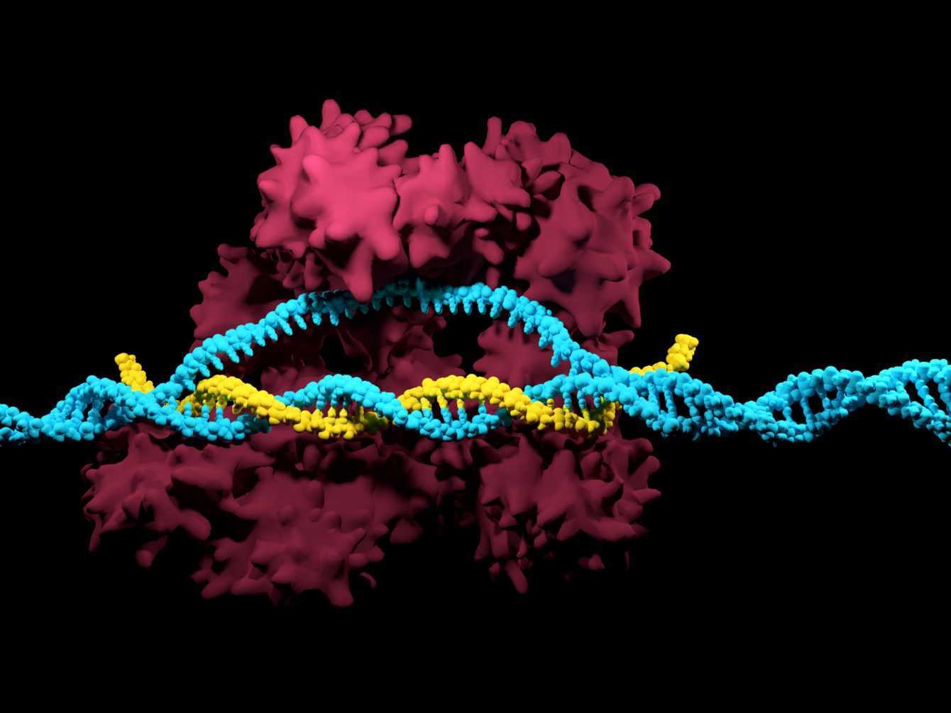 Chemistry Nobel 2020: wins CRISPR for gene editing