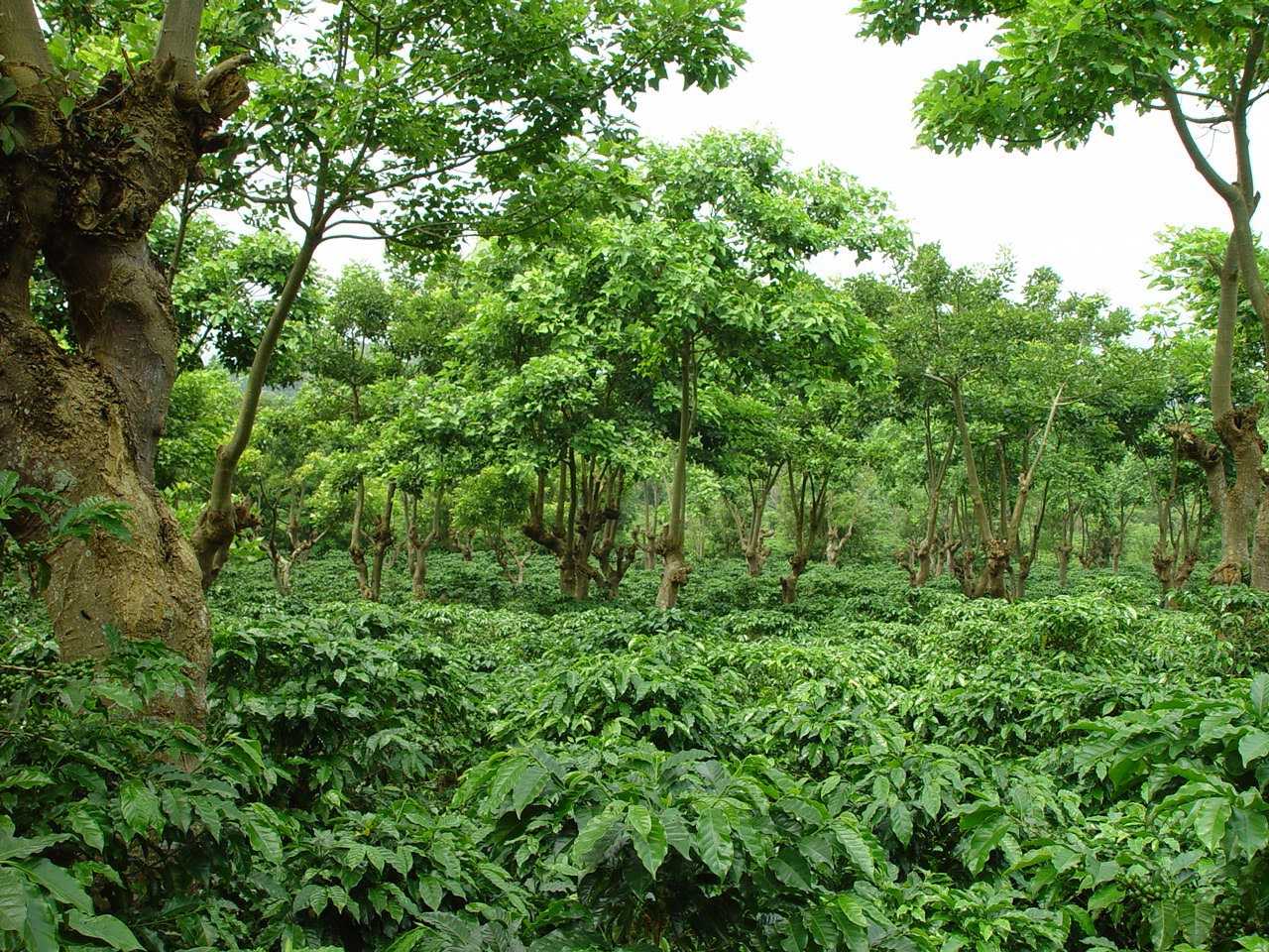 A coffee for the birds: from cultivation to conservation