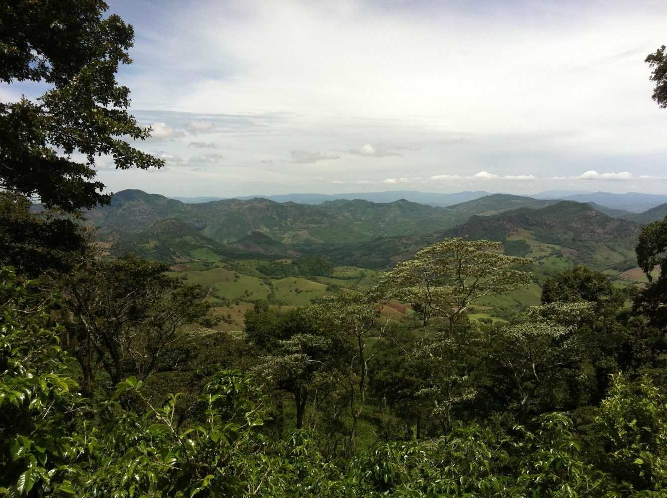 A coffee for the birds: from cultivation to conservation