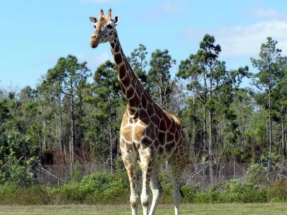 Being tall: the giraffe problem