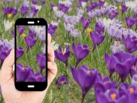 Passione fiori: le migliori app per riconoscerli