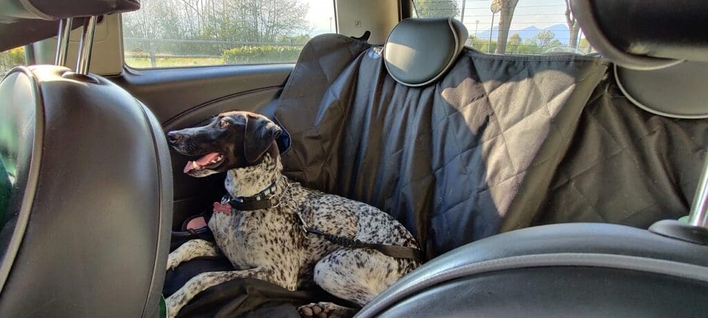 dogs in car belt