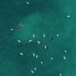 Un drone salva un pescatore dall'attacco di uno squalo thumbnail