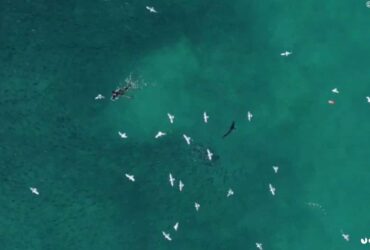 Un drone salva un pescatore dall'attacco di uno squalo thumbnail