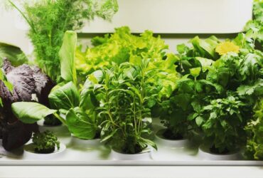 La Grangette, l'esclusivo orto da interni offre una soluzione high-tech e di lusso thumbnail