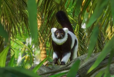 Planet Zoo celebra i suoi primi 2 anni con un nuovo aggiornamento gratuito thumbnail