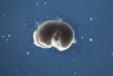 Creati i primi robot che sanno costruirsi da soli thumbnail