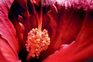 Svelati i vincitori del contest "Shot on iPhone": c'è anche un concorrente italiano thumbnail