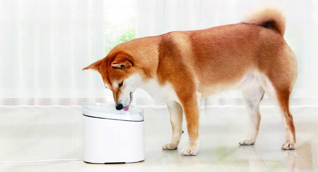 Xiaomi: presents two new products for pets