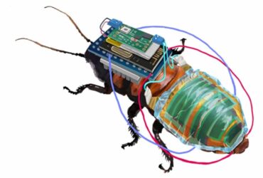 Uno scarafaggio cyborg, con ricarica solare e controllo da remoto thumbnail