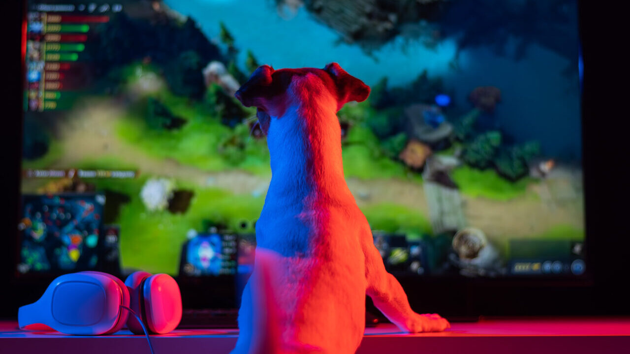 Una startup inglese sta sviluppando i primi videogiochi per cani thumbnail