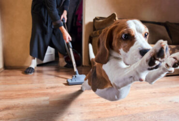 How are pet-friendly products perceived?  For 3 out of 5 people they are essential