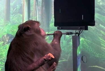 Neuralink sotto inchiesta per il trattamento degli animali thumbnail