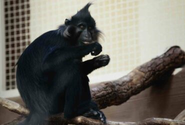 La stampa 3D per salvare la vita degli animali thumbnail