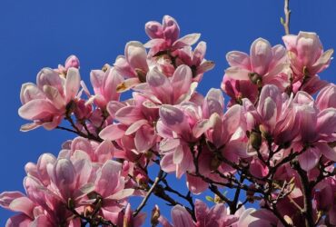 Ecco come scattare splendide foto alla natura che si risveglia: i trucchi di Samsung e Befric thumbnail