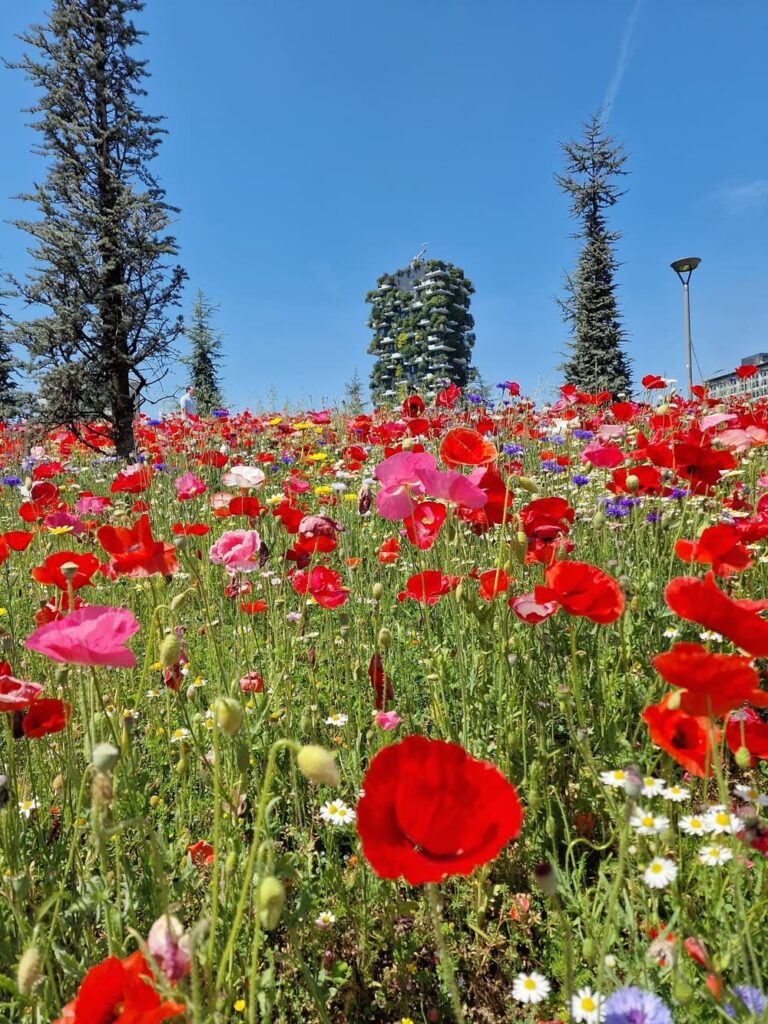 samsung flowers