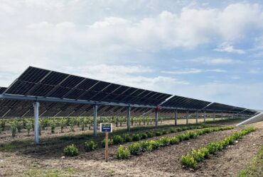 Il parco agrivoltaico di Engie alimenterà la rete e le attività di Amazon in Italia thumbnail