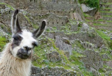 Meta rende disponibile Llama 2 e sfida GPT-4 di OpenAI thumbnail