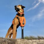 La fotocamera di iPhone e 3DPets, per creare protesi su misura per cani thumbnail