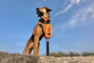 La fotocamera di iPhone e 3DPets, per creare protesi su misura per cani thumbnail