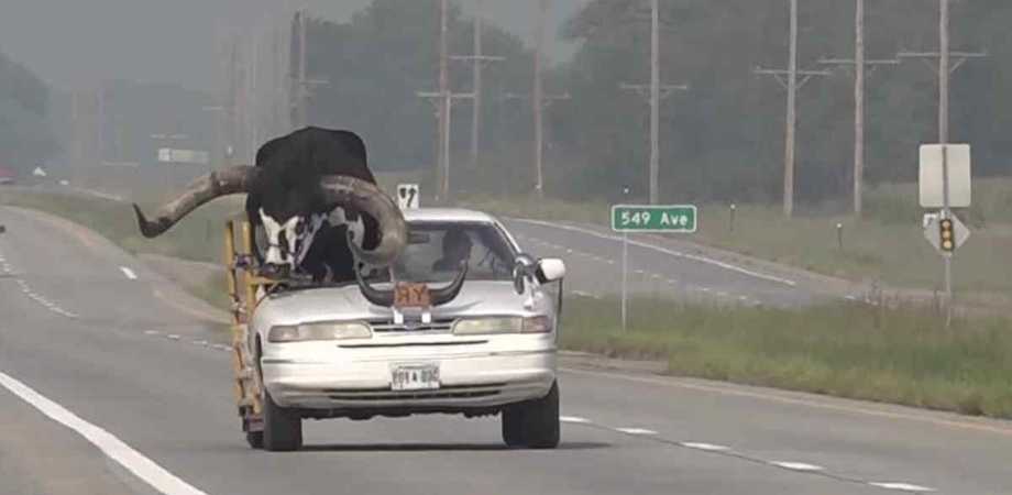Giant bull as a passenger in Nebraska