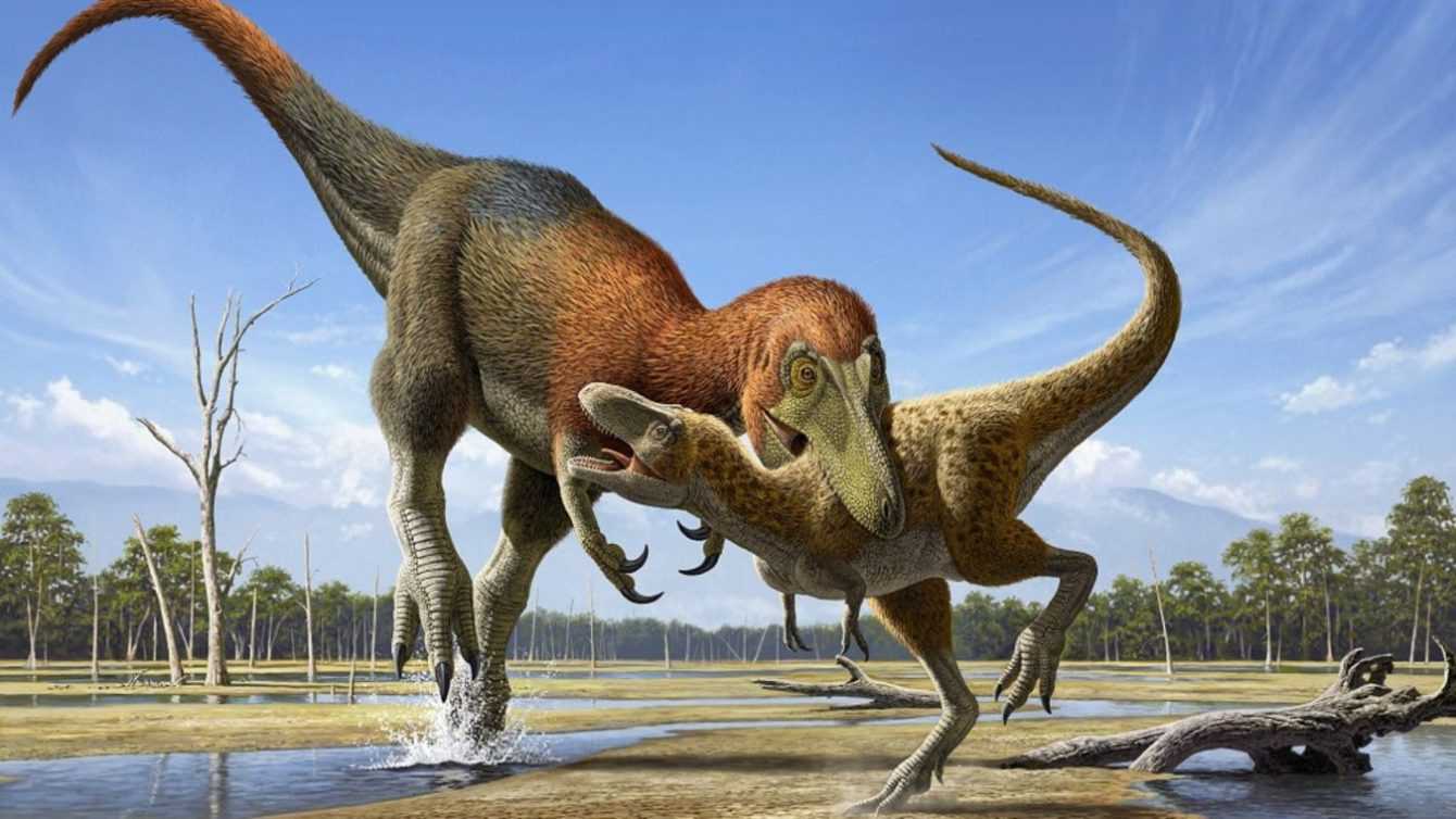 Dinosaurs: Fossil remains belong to the dwarf tyrant and not to the young tyrannosaurus