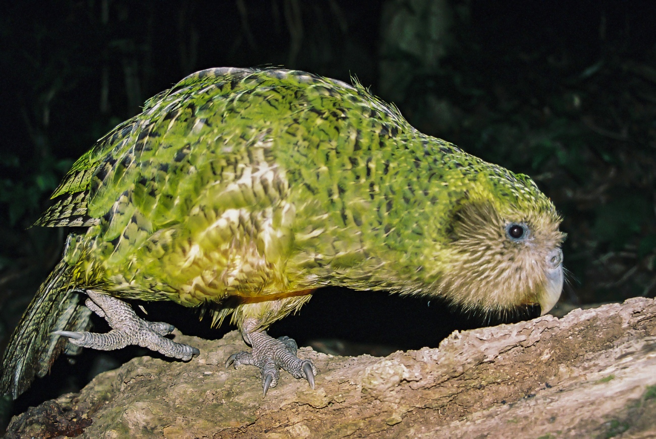 Kakapo: curiosities about the rarest parrot in the world