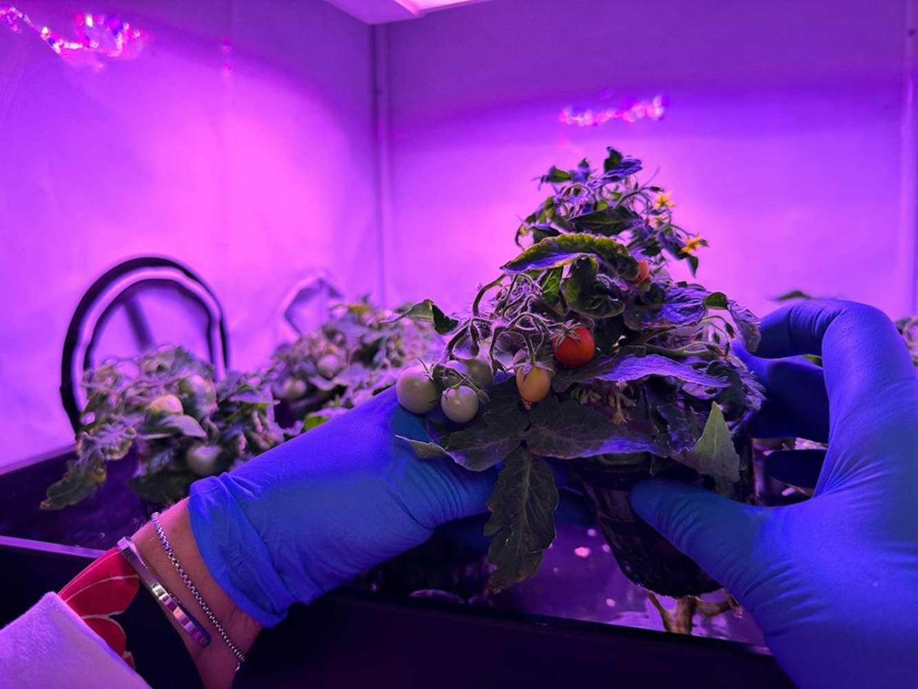 San Marziano tomato: ENEA scientists create it for astronauts
