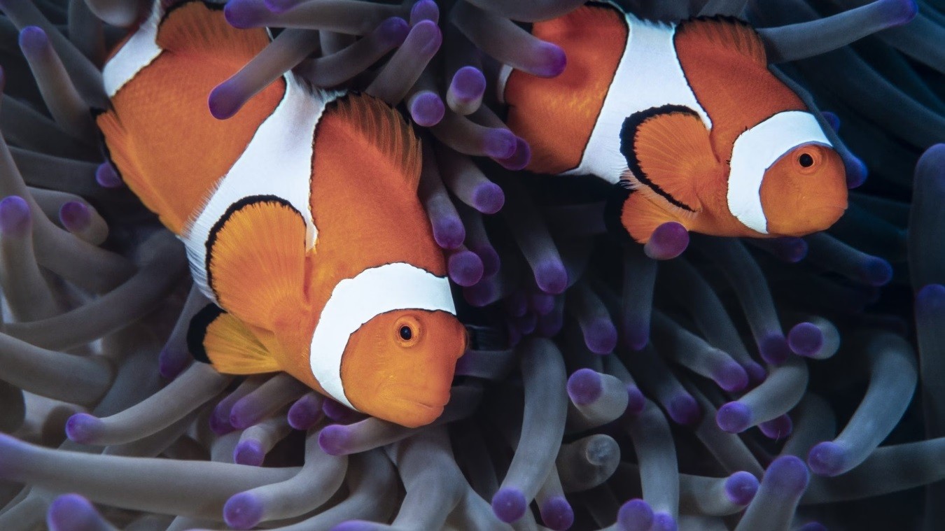 Clownfish: new study on white stripes