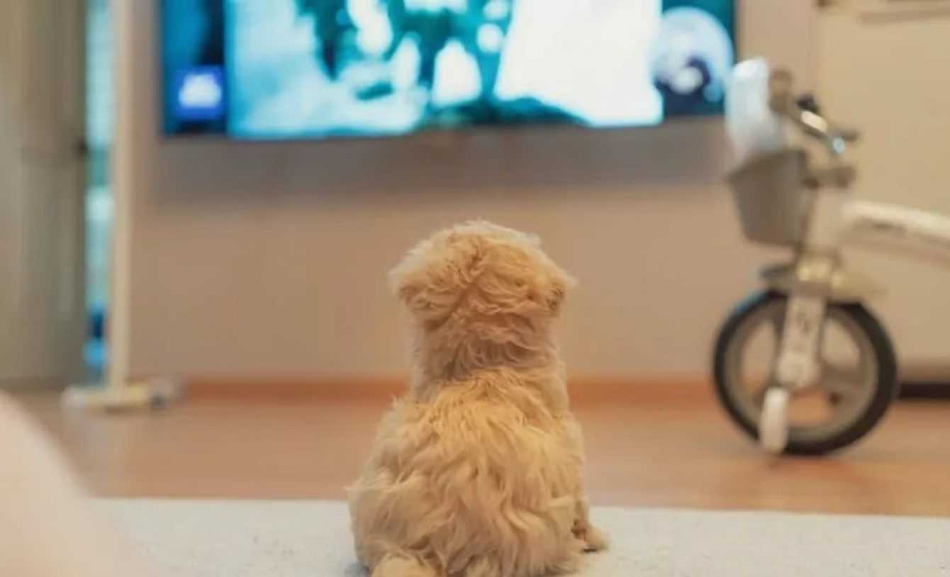 Dog and TV: what your four-legged friend loves to watch