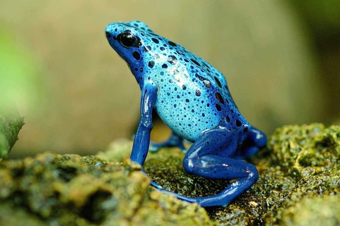 Frogs Dendrobates tinctorius: the study on hind leg tapping