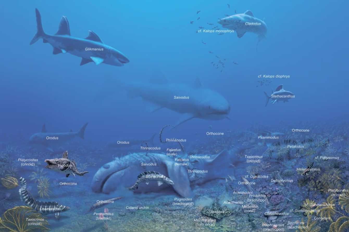 Prehistoric sharks: new species discovered in the United States